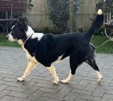 DEBBY, Hund, Mischlingshund in Rumänien - Bild 5