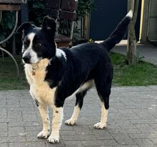DEBBY, Hund, Mischlingshund in Rumänien - Bild 6