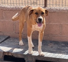 TOMY, Hund, Mischlingshund in Spanien - Bild 1