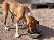 TOMY, Hund, Mischlingshund in Spanien - Bild 3