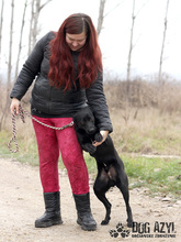 GERO, Hund, Mischlingshund in Slowakische Republik - Bild 11