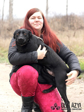 GERO, Hund, Mischlingshund in Slowakische Republik - Bild 16