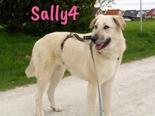 SALLY4, Hund, Mischlingshund in Spanien - Bild 1