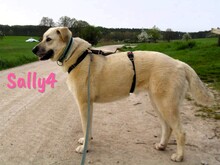 SALLY4, Hund, Mischlingshund in Spanien - Bild 3