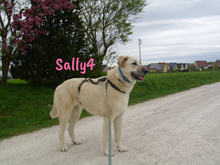 SALLY4, Hund, Mischlingshund in Spanien - Bild 6