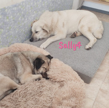SALLY4, Hund, Mischlingshund in Spanien - Bild 7
