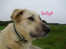 SALLY4, Hund, Mischlingshund in Spanien - Bild 8