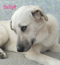 SALLY4, Hund, Mischlingshund in Forchheim - Bild 10
