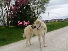 SALLY4, Hund, Mischlingshund in Forchheim - Bild 11