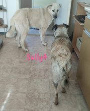 SALLY4, Hund, Mischlingshund in Forchheim - Bild 12