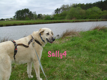 SALLY4, Hund, Mischlingshund in Forchheim - Bild 13