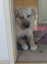 SALLY4, Hund, Mischlingshund in Forchheim - Bild 14