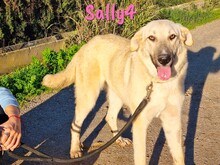 SALLY4, Hund, Mischlingshund in Forchheim - Bild 15