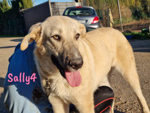 SALLY4, Hund, Mischlingshund in Forchheim - Bild 16