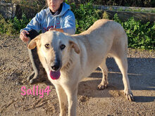 SALLY4, Hund, Mischlingshund in Forchheim - Bild 17