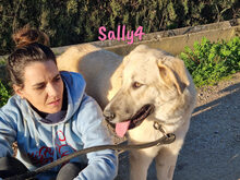 SALLY4, Hund, Mischlingshund in Forchheim - Bild 18