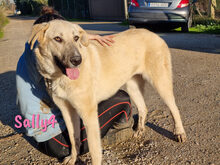 SALLY4, Hund, Mischlingshund in Forchheim - Bild 19