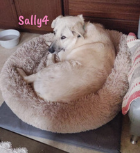 SALLY4, Hund, Mischlingshund in Forchheim - Bild 2