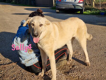 SALLY4, Hund, Mischlingshund in Forchheim - Bild 20