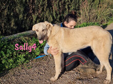 SALLY4, Hund, Mischlingshund in Forchheim - Bild 21
