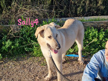 SALLY4, Hund, Mischlingshund in Forchheim - Bild 22