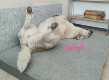 SALLY4, Hund, Mischlingshund in Forchheim - Bild 3
