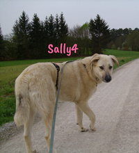 SALLY4, Hund, Mischlingshund in Forchheim - Bild 6