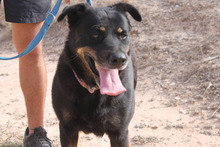 ZARA, Hund, Rottweiler-Mix in Spanien - Bild 11
