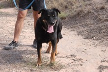 ZARA, Hund, Rottweiler-Mix in Spanien - Bild 12