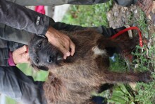 CALDA, Hund, Schnauzer-Bearded Collie-Mix in Rumänien - Bild 2