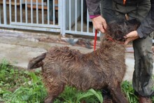 CALDA, Hund, Schnauzer-Bearded Collie-Mix in Rumänien - Bild 4