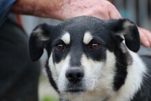 BUTA, Hund, Mischlingshund in Rumänien - Bild 1