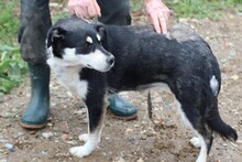 BUTA, Hund, Mischlingshund in Rumänien - Bild 2