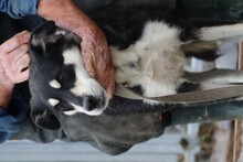 BUTA, Hund, Mischlingshund in Rumänien - Bild 3
