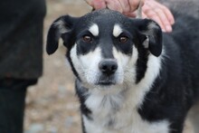 BUTA, Hund, Mischlingshund in Rumänien - Bild 4