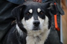 BUTA, Hund, Mischlingshund in Rumänien - Bild 5
