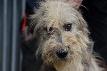 CEBA, Hund, Briard-Bearded Collie-Hütehund-Mix in Rumänien - Bild 1