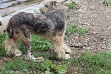 CEBA, Hund, Briard-Bearded Collie-Hütehund-Mix in Rumänien - Bild 4