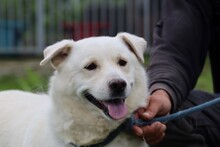BRITTNY, Hund, Labrador-Mix in Rumänien - Bild 2