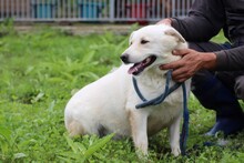 BRITTNY, Hund, Labrador-Mix in Rumänien - Bild 3
