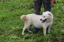 BRITTNY, Hund, Labrador-Mix in Rumänien - Bild 4