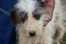 SUKI, Hund, Bearded Collie-Briard-Mix in Rumänien - Bild 1