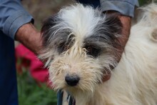 SUKI, Hund, Bearded Collie-Briard-Mix in Rumänien - Bild 2
