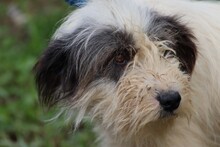 SUKI, Hund, Bearded Collie-Briard-Mix in Rumänien - Bild 3