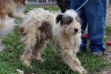 SUKI, Hund, Bearded Collie-Briard-Mix in Rumänien - Bild 5