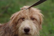 CRISA, Hund, Bearded Collie-Briard-Mix in Rumänien - Bild 1