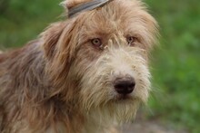 CRISA, Hund, Bearded Collie-Briard-Mix in Rumänien - Bild 2