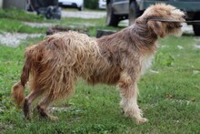 CRISA, Hund, Bearded Collie-Briard-Mix in Rumänien - Bild 3