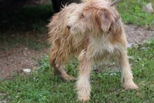CRISA, Hund, Bearded Collie-Briard-Mix in Rumänien - Bild 4