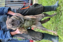 CANA, Hund, Mischlingshund in Rumänien - Bild 1